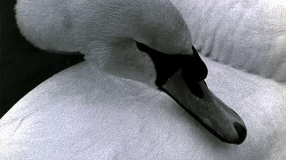 Swan, Alia Syed, 1987. Dur 5’, 16mm