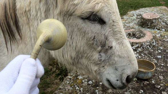 Ciarn  Dochartaigh, Speculative massage tools for a family of donkeys, 2023