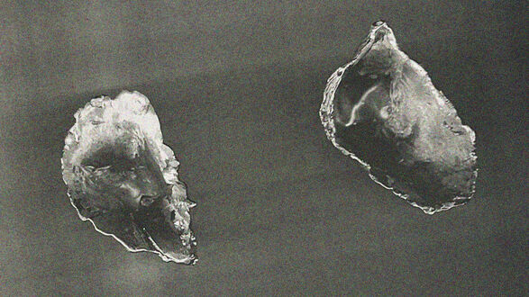 A Shell Stood for Zero , 2026